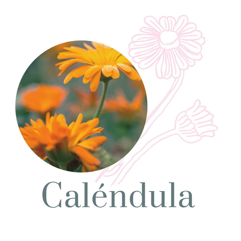 CALENDULA2